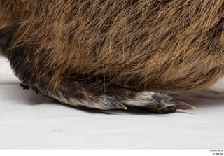 Nutria foot 0022.jpg